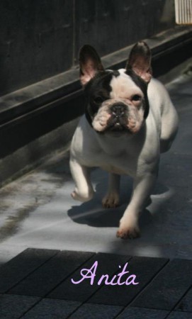 ANITA